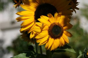 Sunny Fall Sunflowers