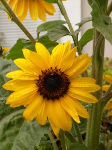Rainy Sunflower